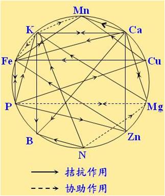 原料型鉀肥和鎂肥為什么會(huì)發(fā)生拮抗？