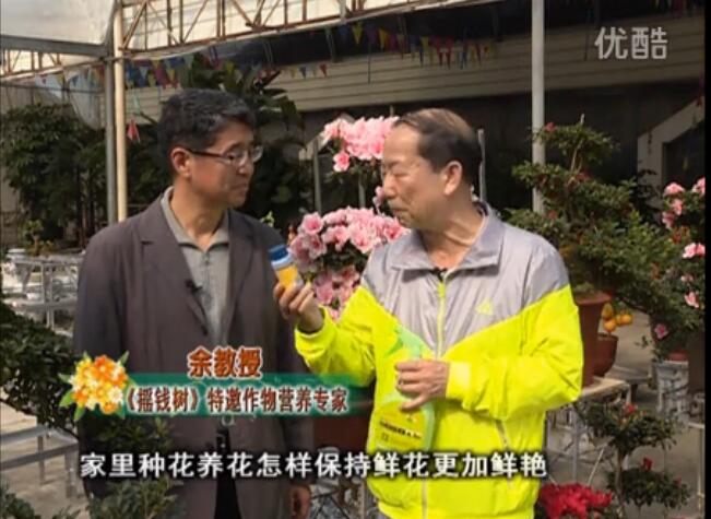 20160118珠江臺搖錢樹：家庭花卉用綠夫人600度鮮花營養(yǎng)液，花開鮮艷、花期長