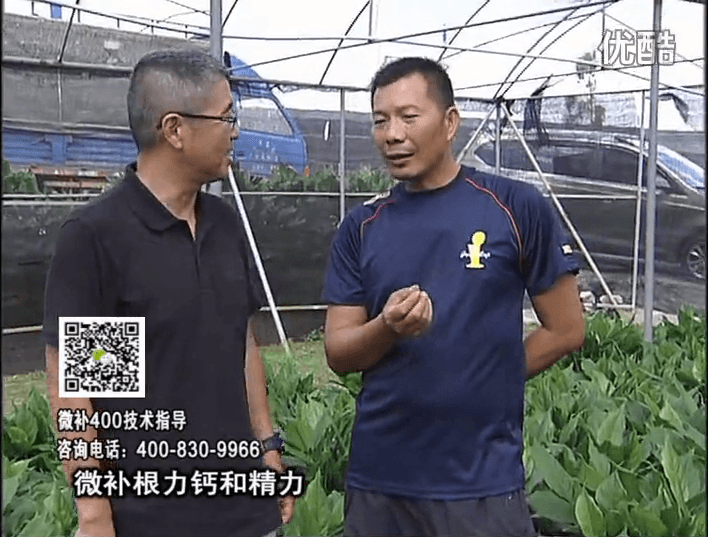 珠江臺搖錢樹：盆栽綠植澆施微補根力鈣+精力，促根多長勢青綠