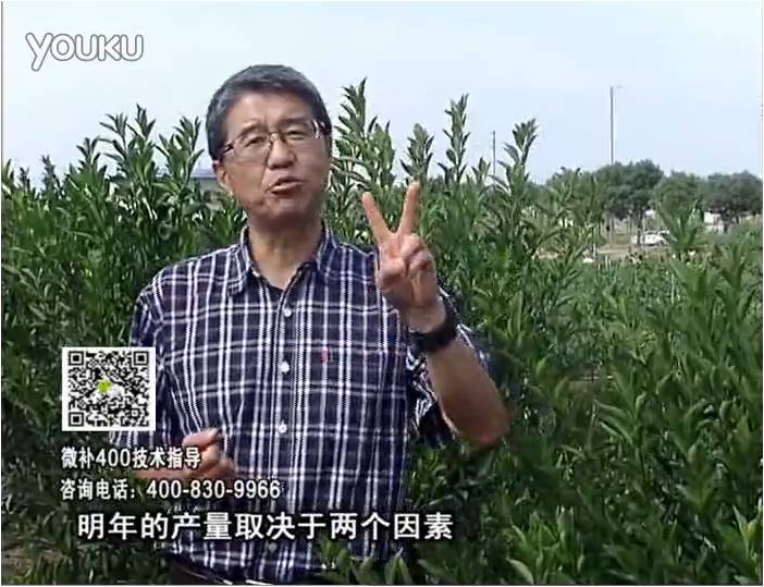 20161205珠江臺(tái)搖錢樹：柑橘噴施微補(bǔ)花力+碧力、下因迪樂有機(jī)肥，促花恢復(fù)長勢(shì)好